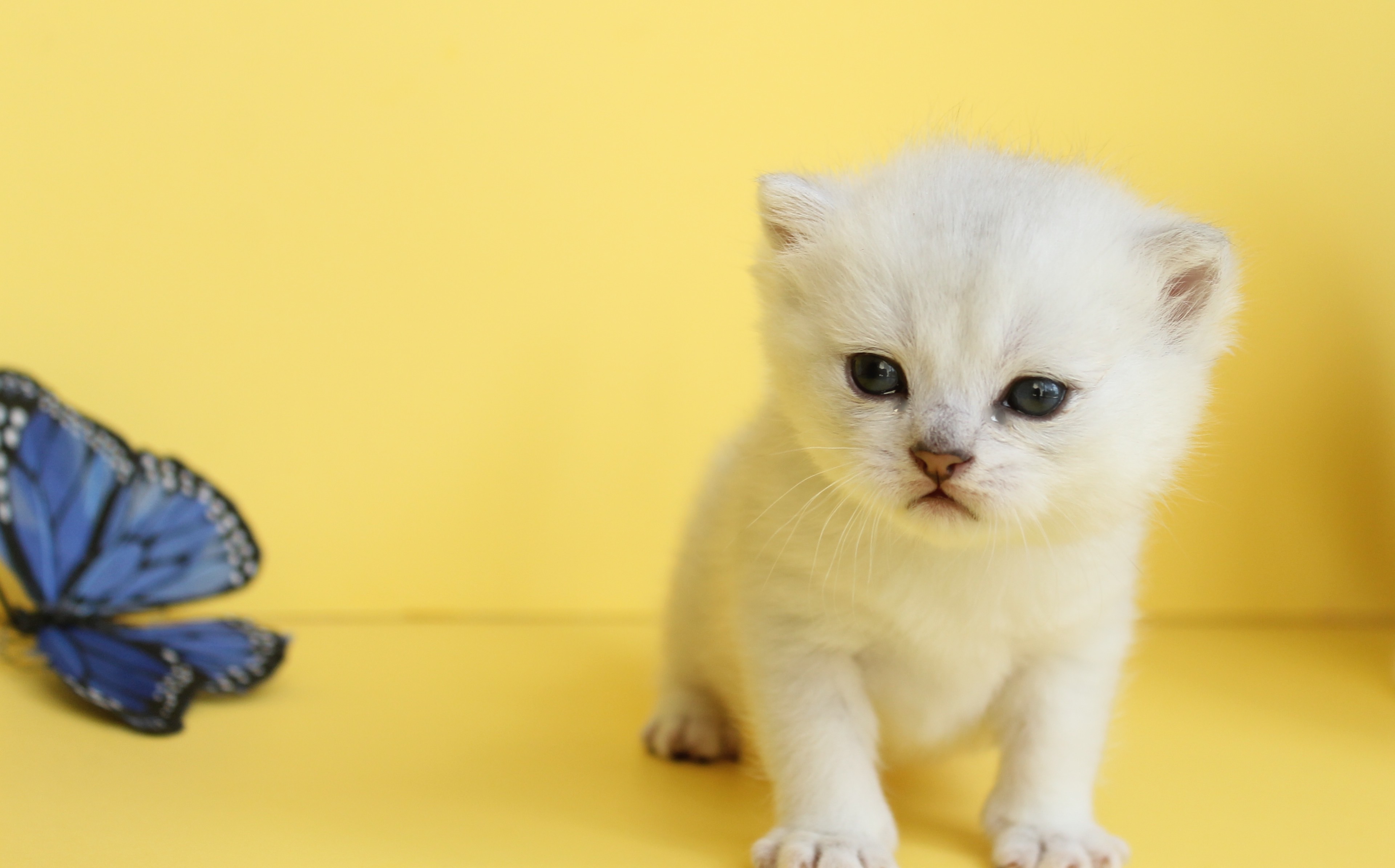 British Shorthair Feliland Cattery