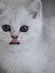 British Shorthair Kittens in Florida