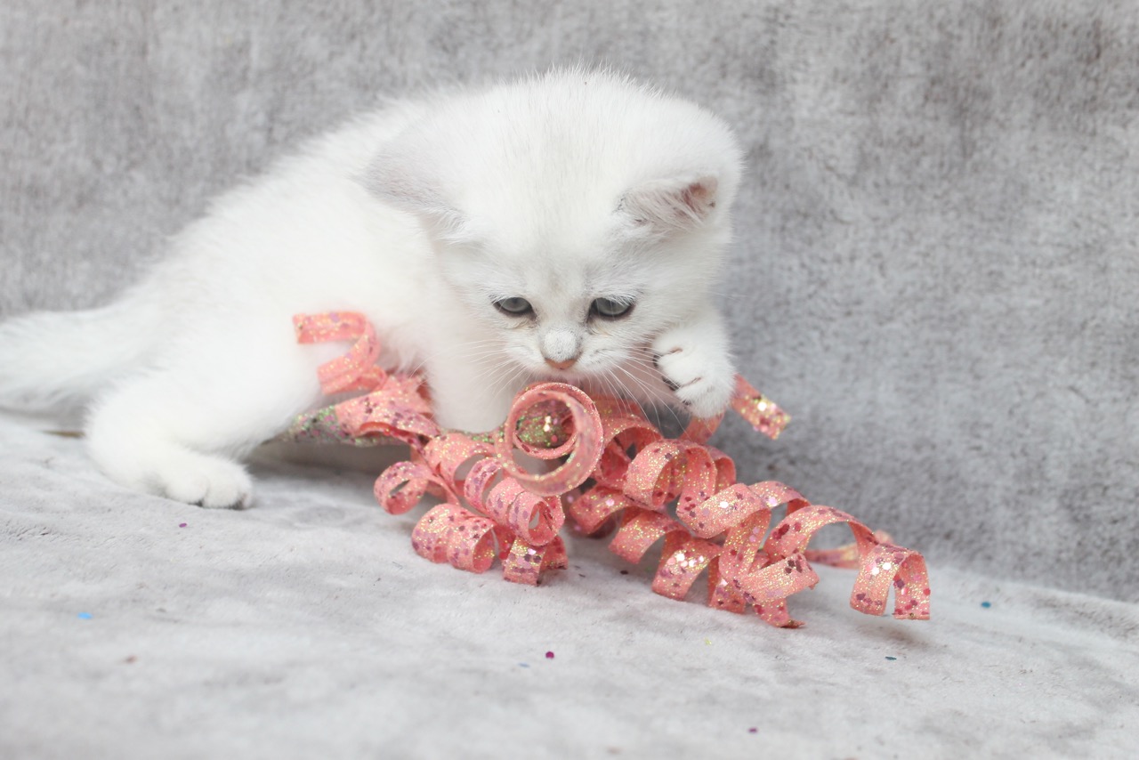British Shorthair Feliland Cattery