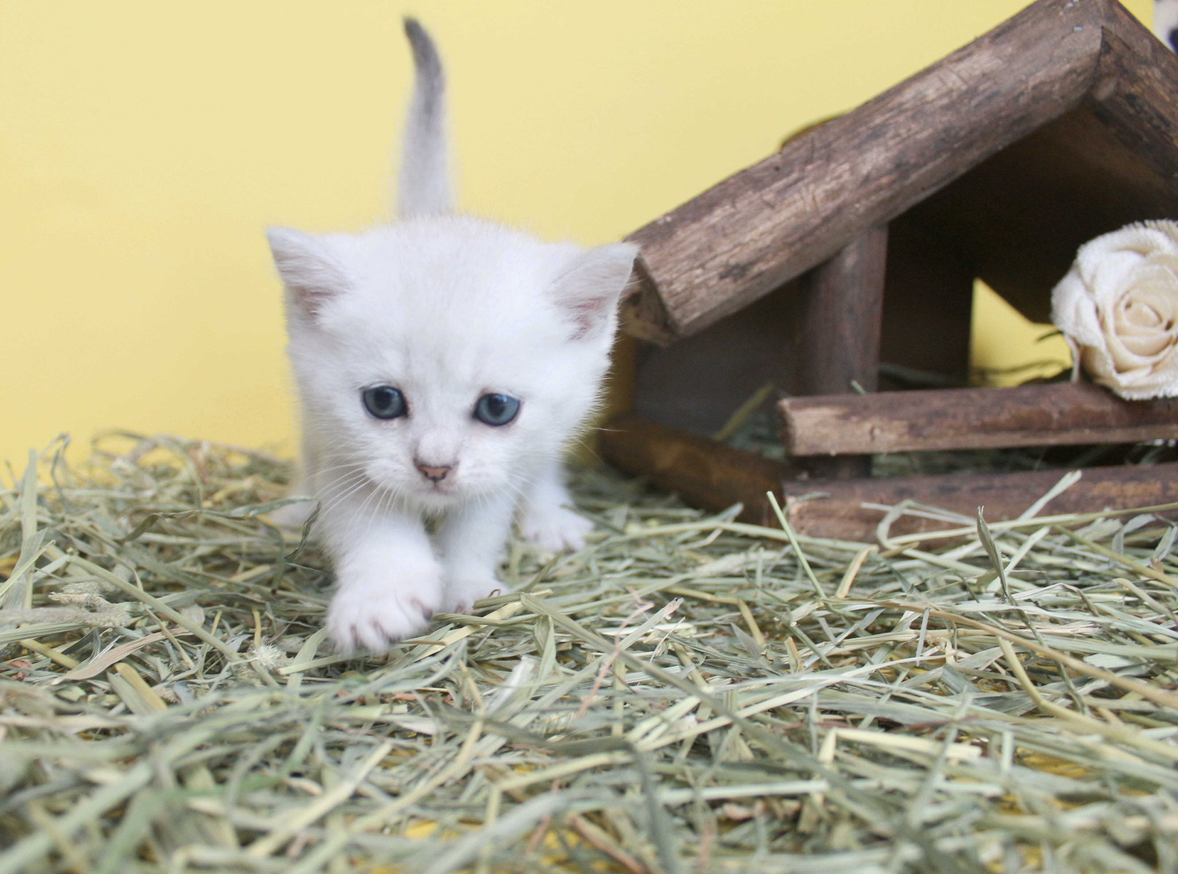 British Shorthair Feliland Cattery