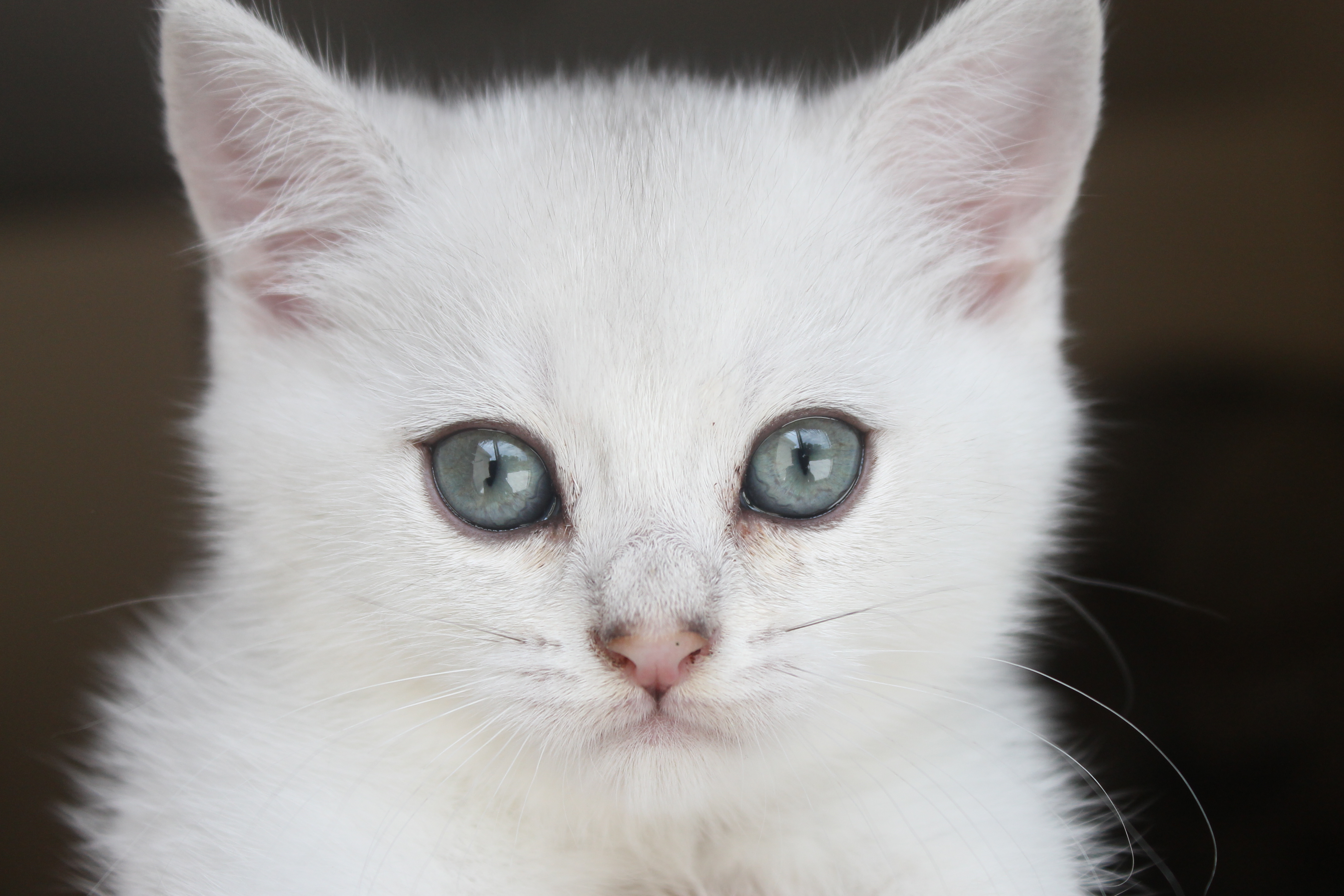 British Shorthair Feliland Cattery