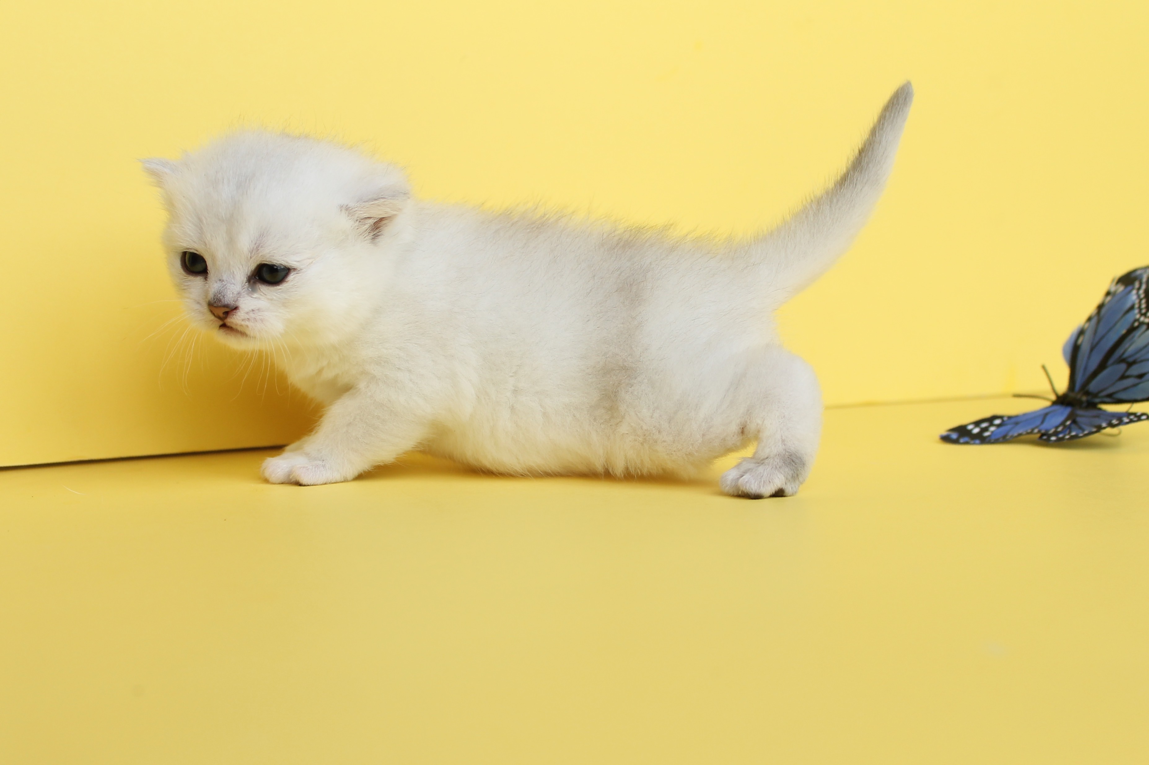 British Shorthair Feliland Cattery