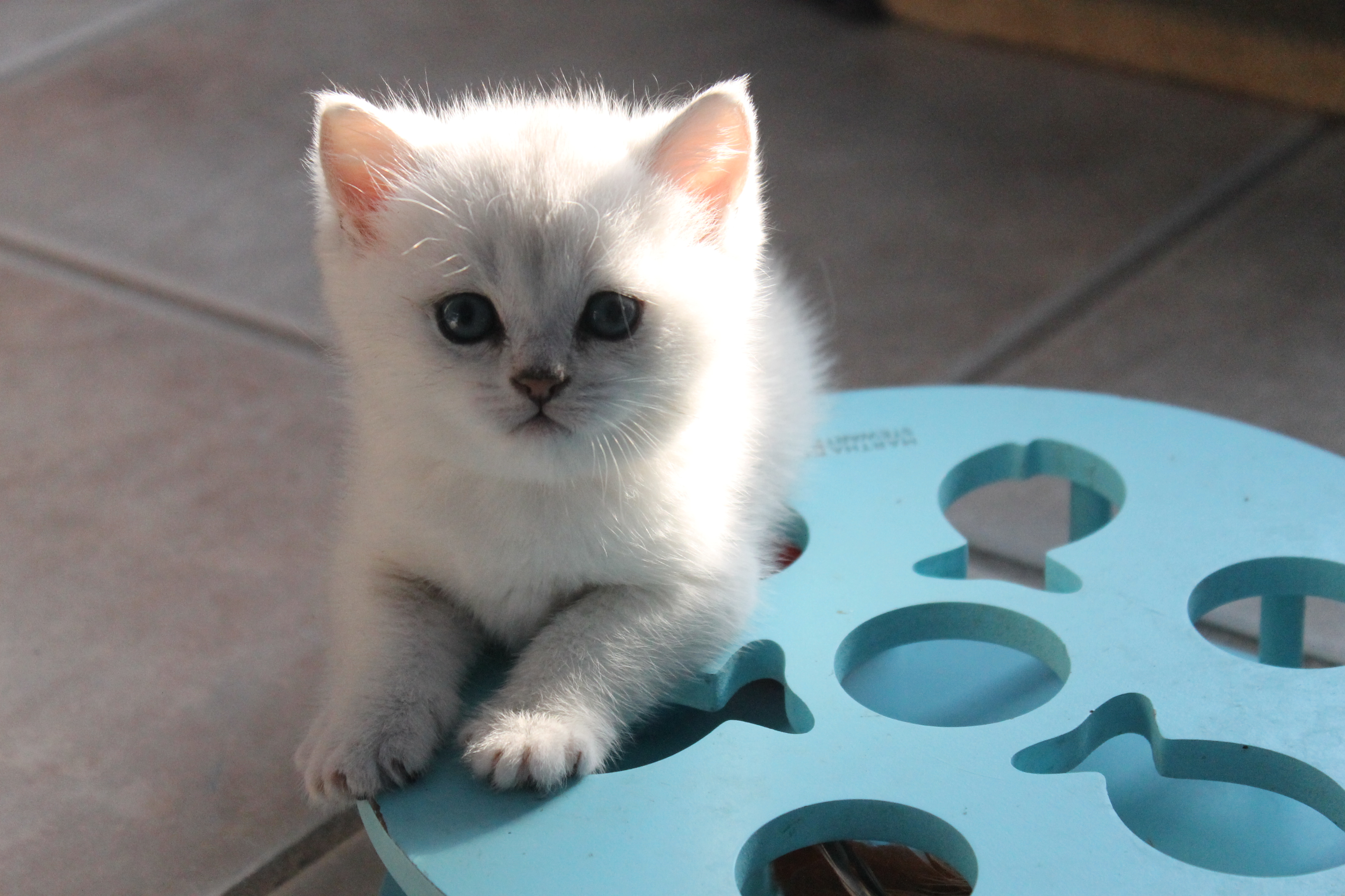 British Shorthair Feliland Cattery