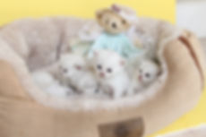 Feliland Cattery British Shorthair Cats