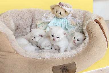 Feliland Cattery British Shorthair Cats