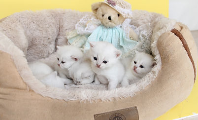 Feliland Cattery British Shorthair Cats
