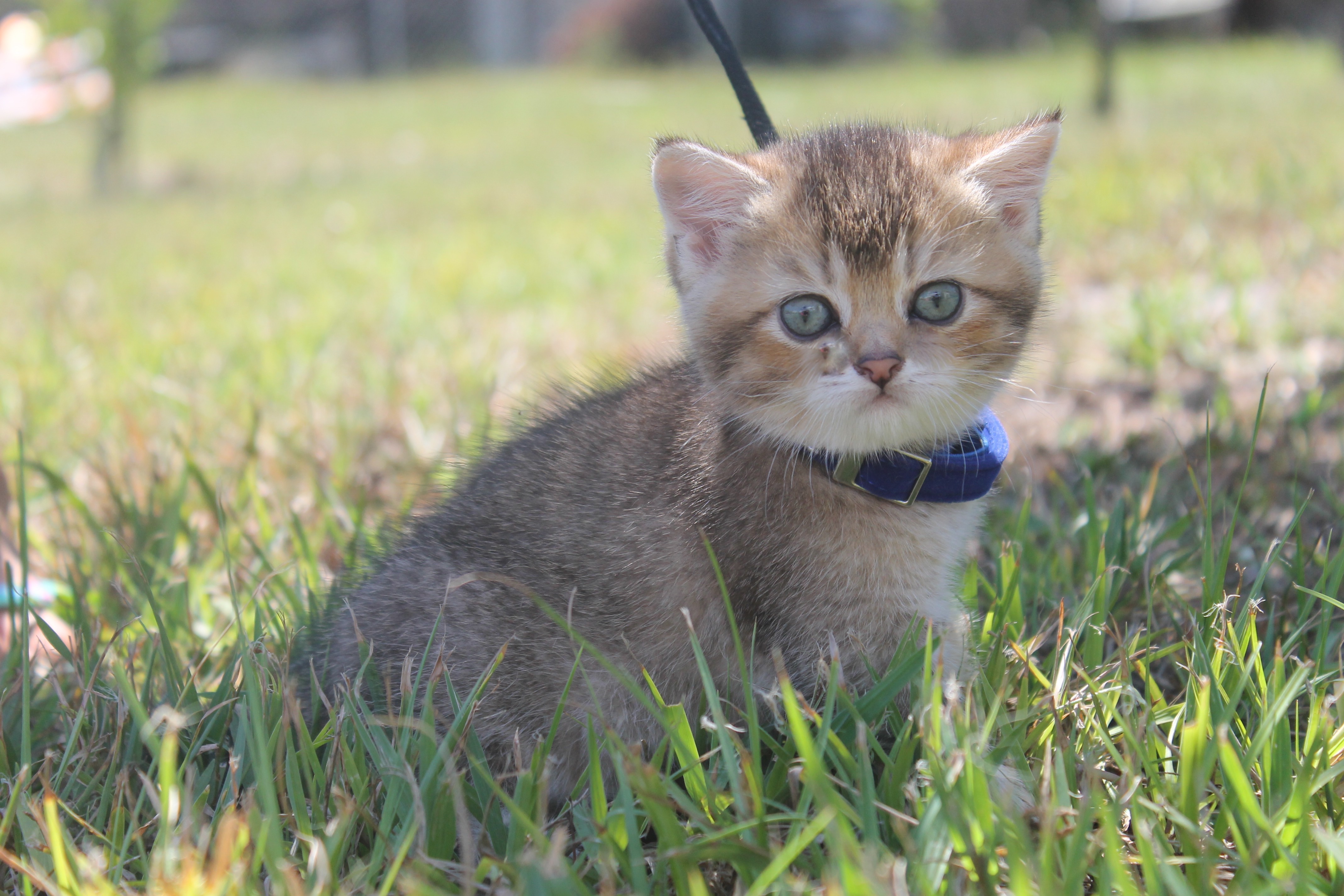 British Shorthair Feliland Cattery