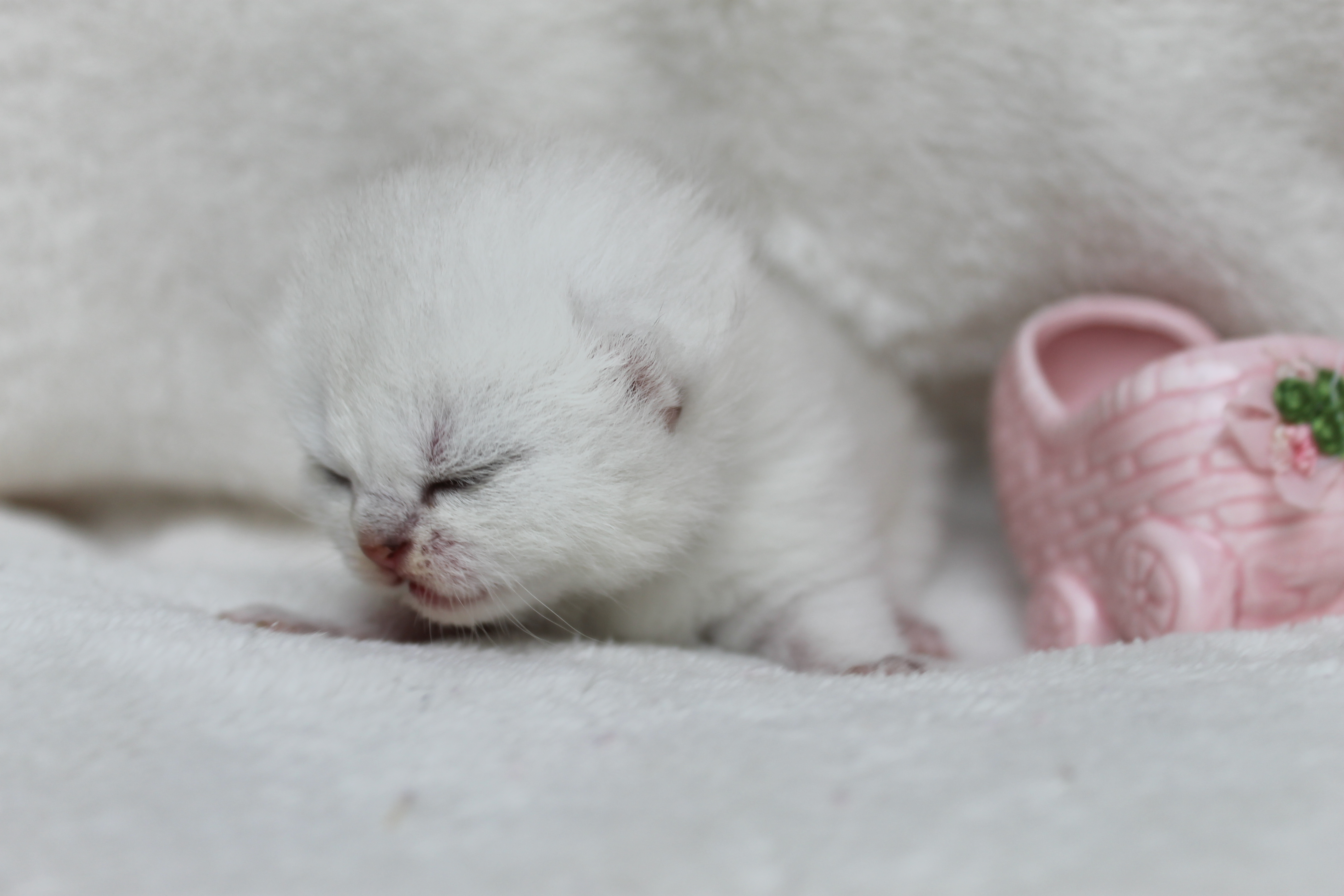 British Shorthair Feliland Cattery