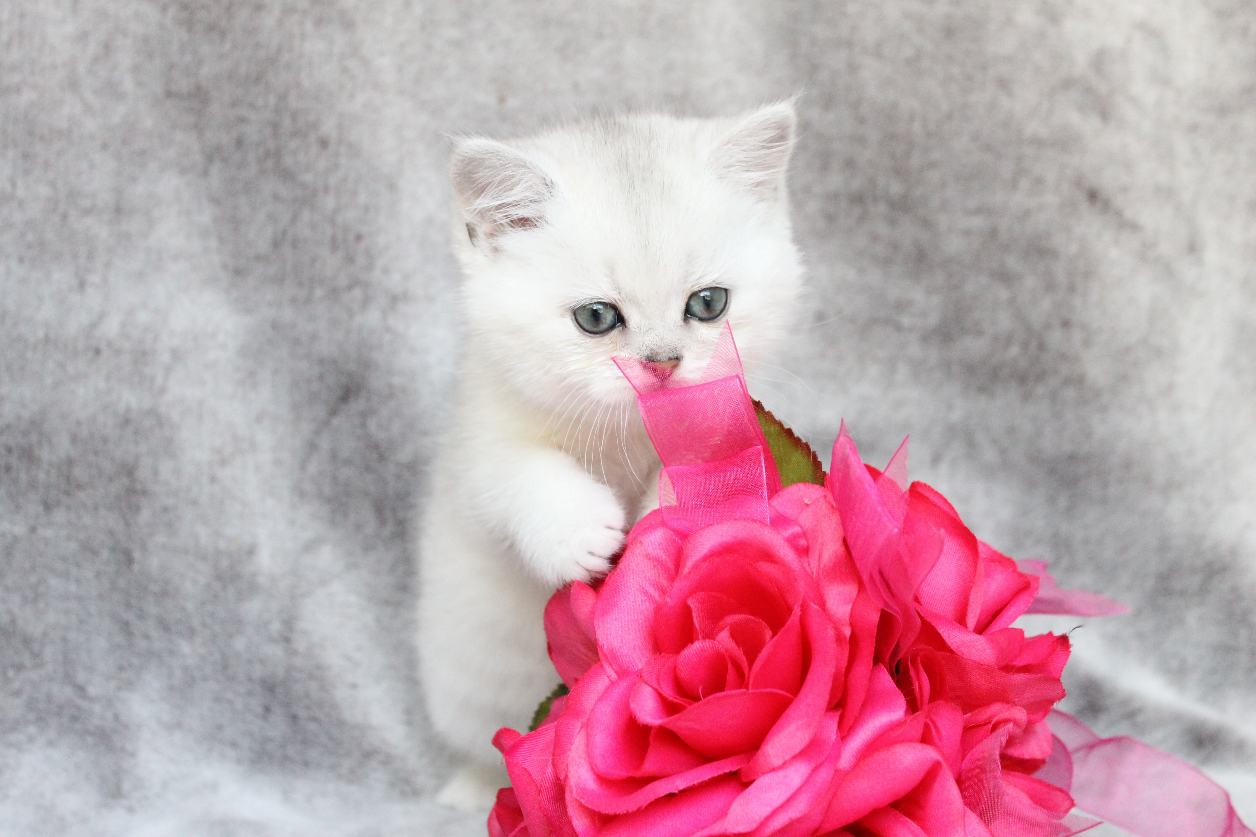British Shorthair Feliland Cattery