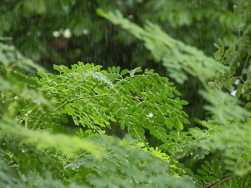 rain 3