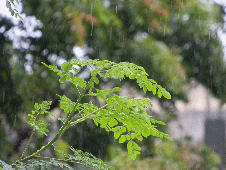 rain.gif