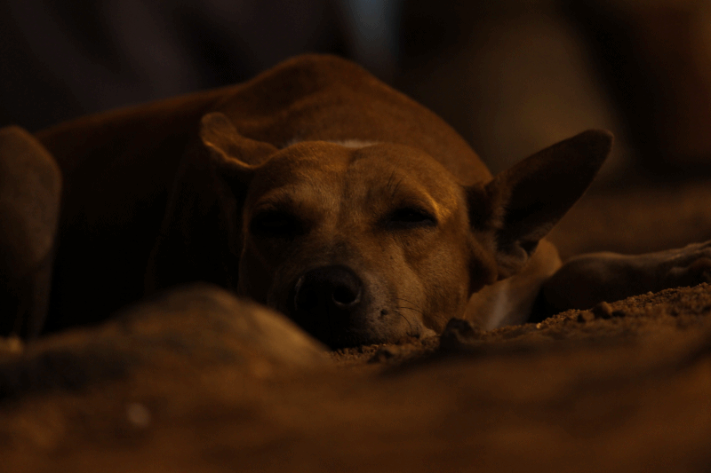 dog1