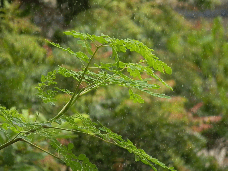 rain 4