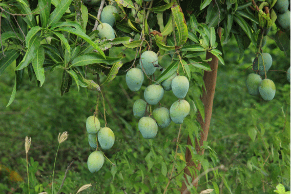 mango1