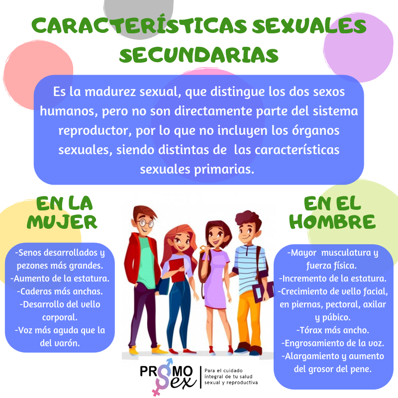 CARACTERÍSTICAS SECUNDARIAS Y FISIOLOGÍA DEL SISTEMA REPRODUCTOR ...