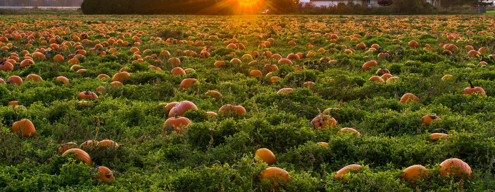 Pumpkin Field ready for harvesting to make skincare oils