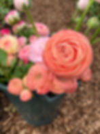 Rosie-Louise-Cut-Flowers-Spring