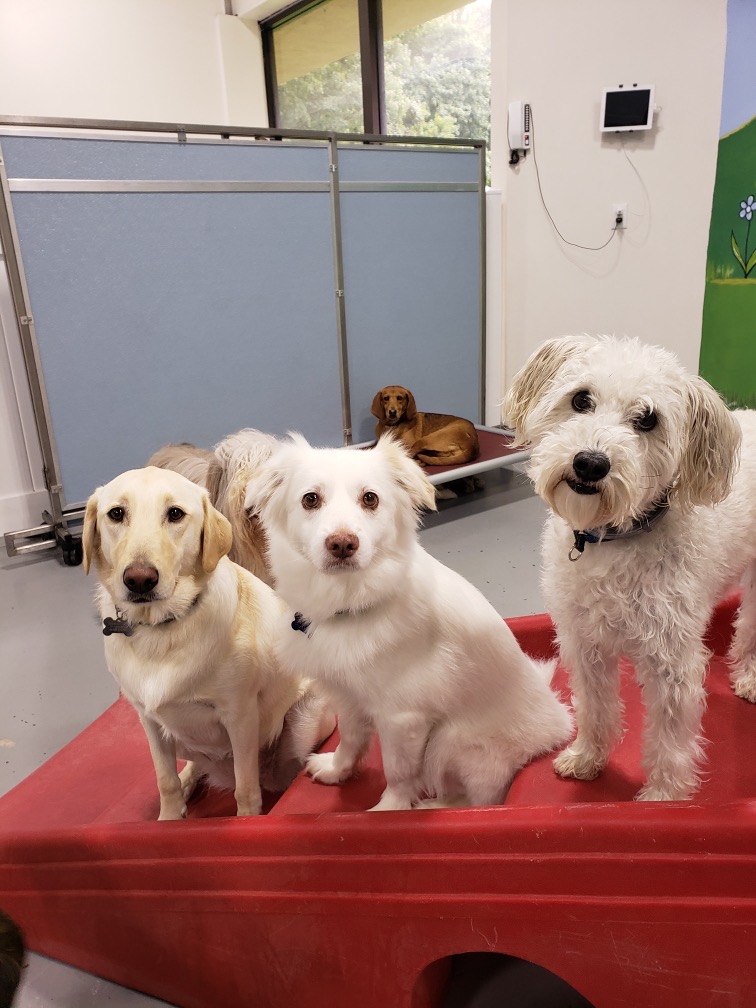 Home Pleasant Grooming of Armonk