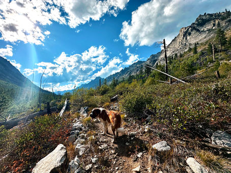 Saint Bernard in the Selway-Bitterroot Wilderness