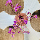 IMG_1526.jpeg