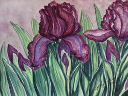 Irises Again