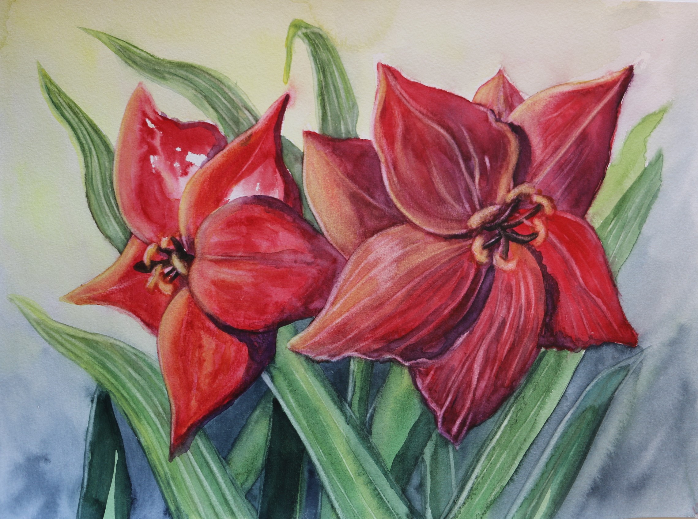 Red Lily Study