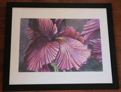 watercolour, _Iris Interpretation_.jpg