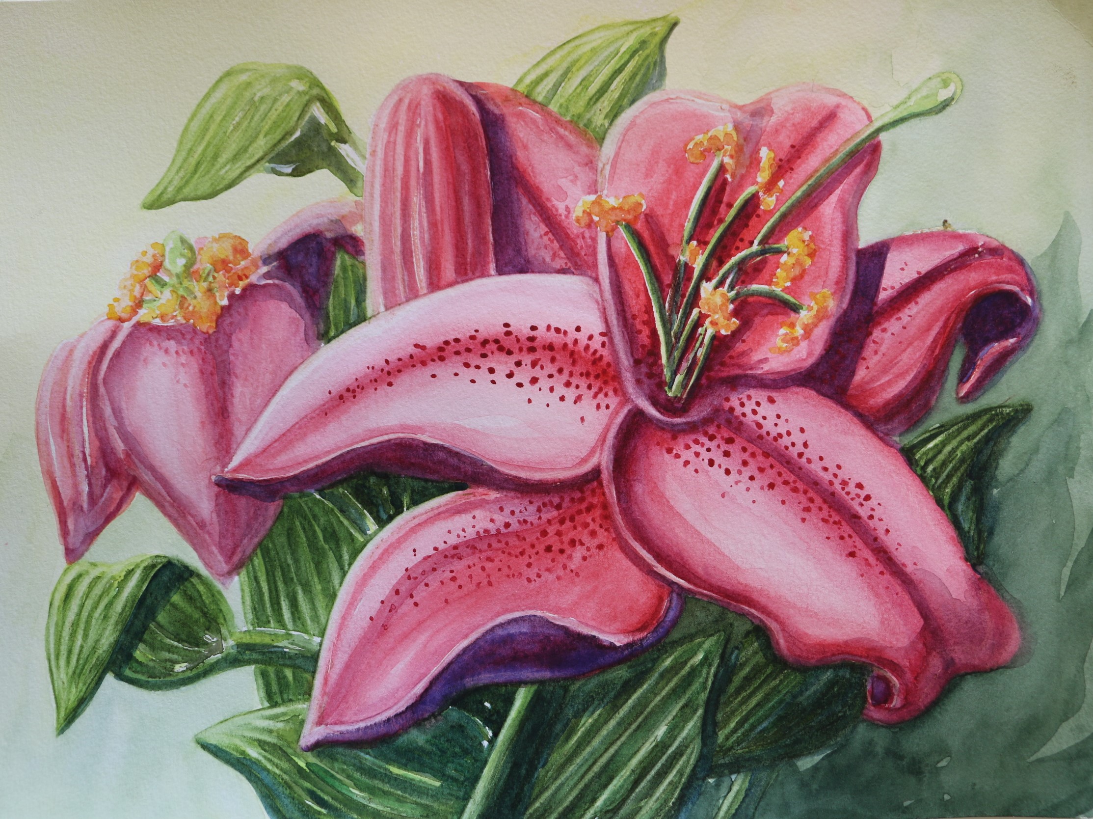 Pink Stagazer Lilies Intense