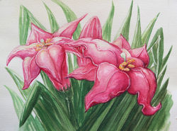 Pink Lilies
