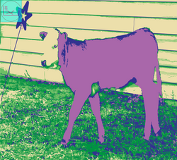 purple_swagger_calf