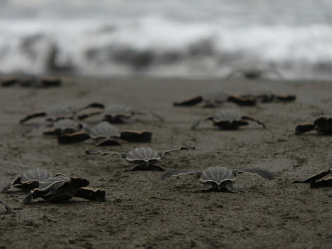 leatherback_hatchlings_2.jpg