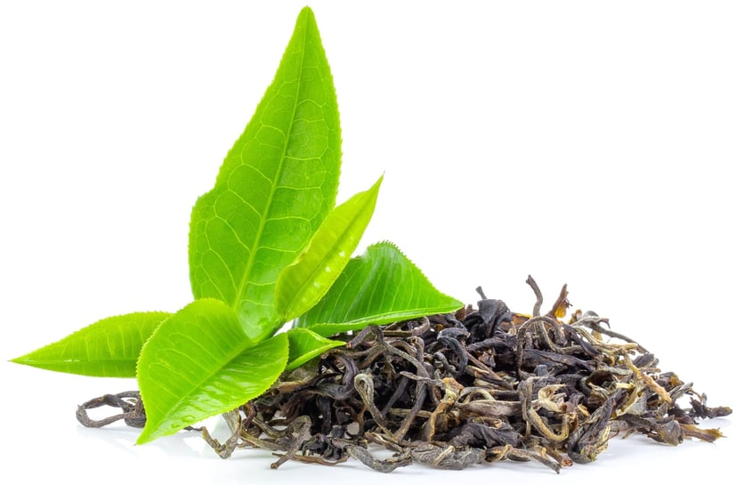 Fresh tea leaves on a white background, with fresh bright green oolong tea leaves and dried assam tea leaves beneath them, conveying freshness.