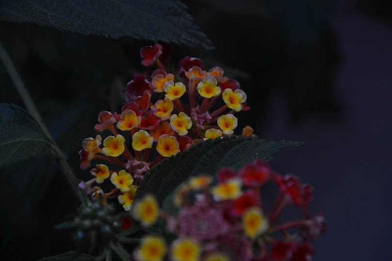 DSC_0784.jpeg