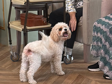 Resident and dog interacting at a care home wellbeing session.