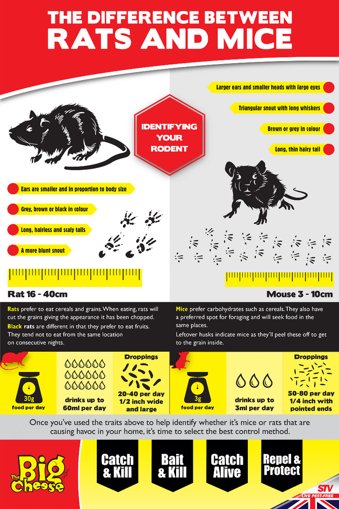 WHAT ARE THE SIGNS OF RAT AND MOUSE ACTIVITY?