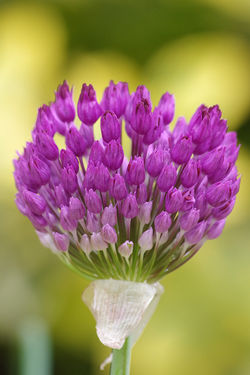 allium 2
