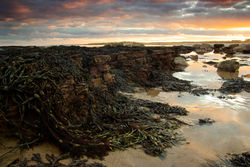seaweed