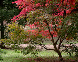 acer