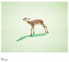 ARTICLE: Photographer Nick Meek (cover story)