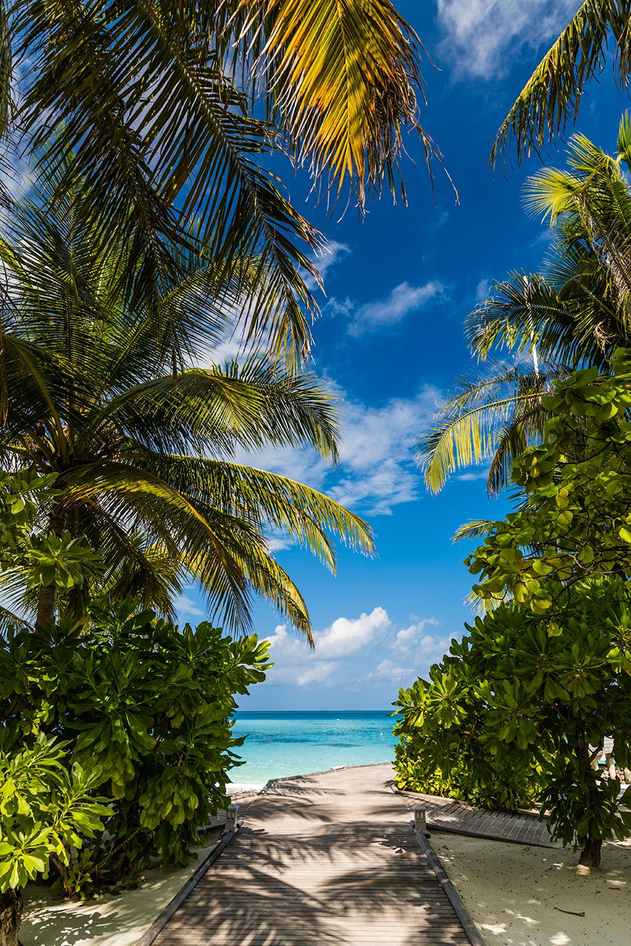 3 Boyutlu Bosna Hersek Kağıtları | HD Tropikal Ada Ormanı Duvar Kağıtları