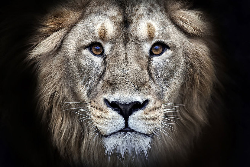 Lion HD Duvar Kağıtları 3 Boyutlu Aslan Duvar Kağıtları Galatasaray
