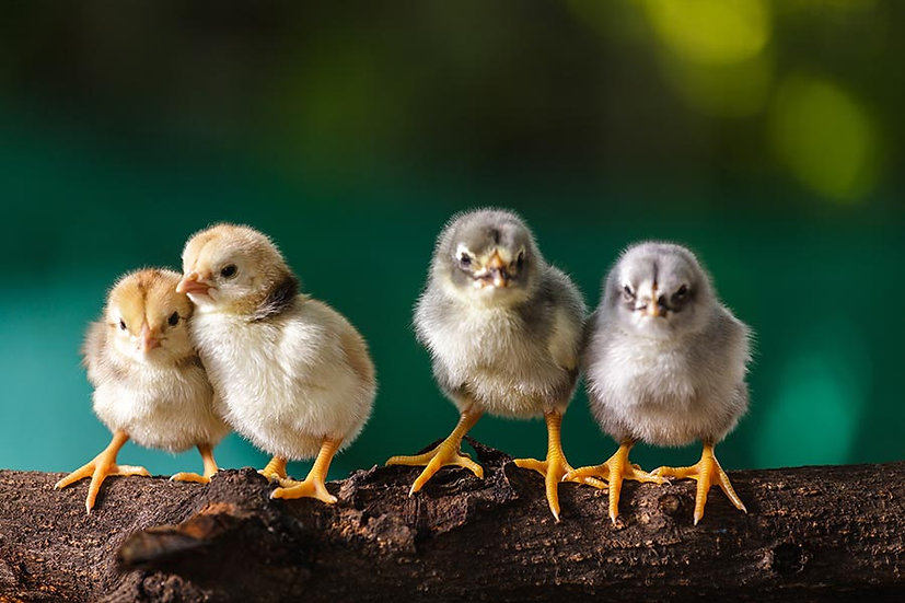 3D Galliformes Duvar Kağıdı Full HD Hayvan Sevgisi Duvar Kağıtları