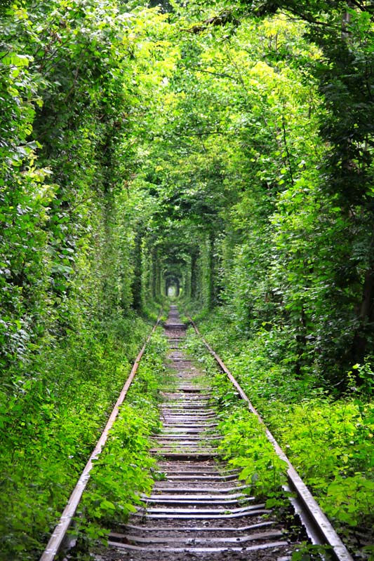Tren Hattı Orman Tünel Duvar Kağıdı | Orman İçi Tren Yolu Duvar Kağıdı