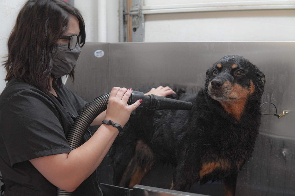 Can You Shave A Dog With An Undercoat