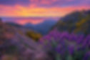 Mountains_Over_Clouds_With_Pride_Of_Madeira_Flowers_And_Blooming_Cytisus_Shrubs_original_2