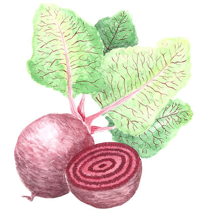 Illustration of the beetroot with ectopic cambia.