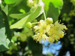 lime-blossom-