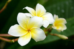 Frangipani