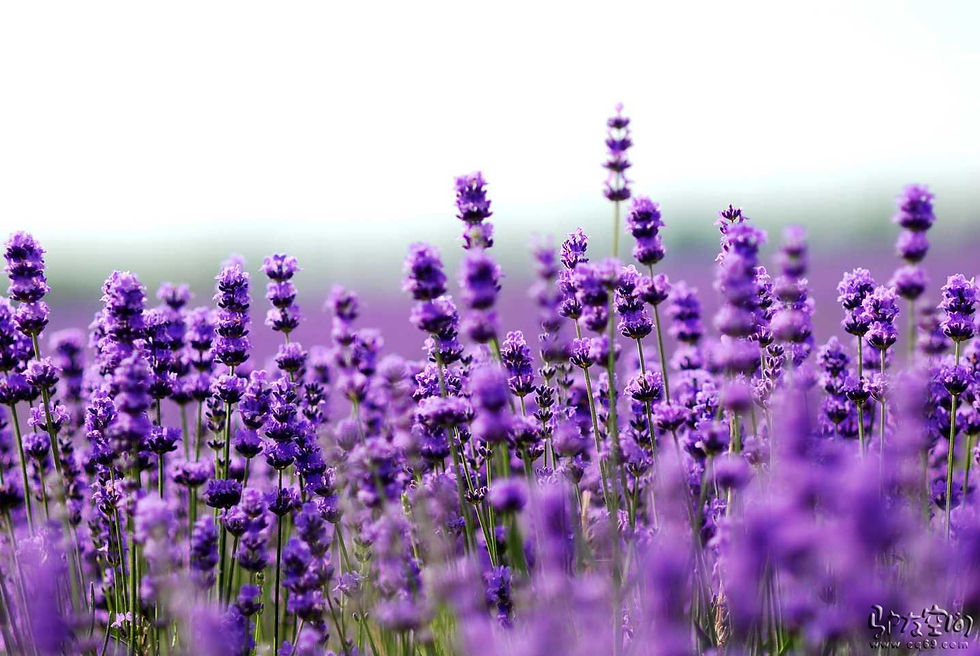 Lavender