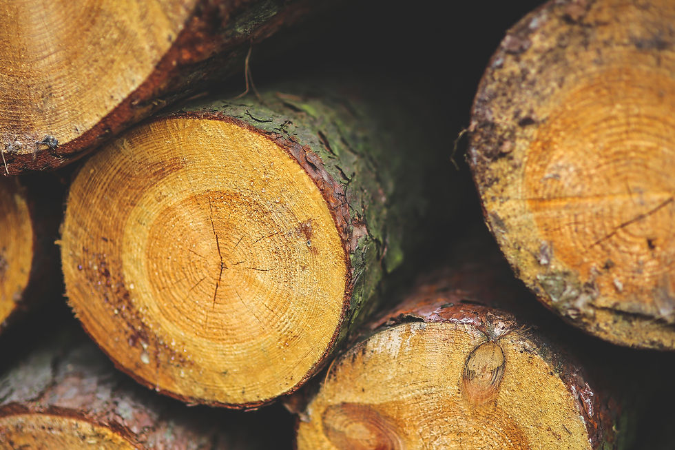 wood-forest-stem-logger